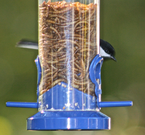 Chickadees don't like meal worms.